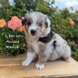 Vinny - Blue merle male Miniature Australian Shepherd puppy in Midway, Texas from L Bar W Aussie Ranch