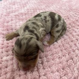 Axel - Dapple male Dachshund puppy in Yucaipa, California from Motorhead Dachshunds