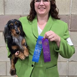 Dachshund All Grown Up from Tip O The Lekes Dachshunds