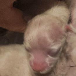 Samson - White male Maltese puppy in Dwight, Nebraska from Meliora Maltese