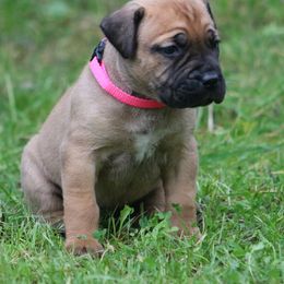 Boerboel Puppies from Northland Boerboels