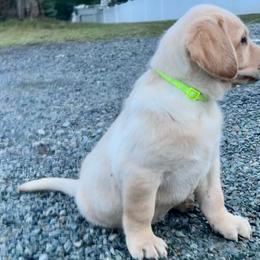 Boy 2 - Yellow male Labrador Retriever puppy in Sandpoint, Idaho from Allen Sunnyside AKC Labs
