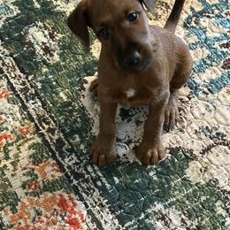 Irish Terrier Puppies from Bua Hills Irish Terriers