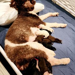 Goldendoodle Puppies from Lucky's Doodlez