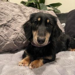 Mosey - Black and cream female Dachshund puppy in Federal Way, Washington from TopTeckel Kennels