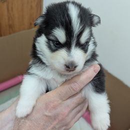 Pomsky Puppies from waxhaw pomskys