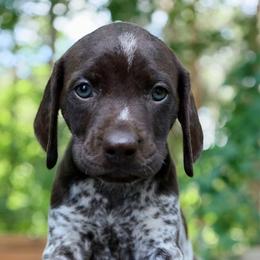 Rapunzel - Liver and white female German Shorthaired Pointer puppy in North Branch, Minnesota from Chrishelle Farm