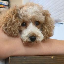 Satsuki - Poodle