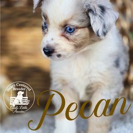 Pecan - Blue merle female Australian Shepherd puppy in Ennis, Texas from God’s Little Aussies