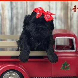 Kit - Black female Shih Tzu puppy in Beatrice, Nebraska from I Shih Tzu Not Puppies