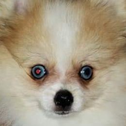 Blu - Tri-colored Pomeranian puppy in Ashland, Mississippi from Kudzu Kountry Kuddlies