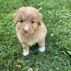 Boerboel and Nova Scotia Duck Tolling Retriever Puppies from Voyageur Kennels