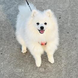 Johnny - White male Pomeranian puppy in St. Louis, Missouri from Saint Louis Pomeranian babies