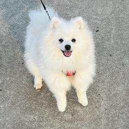 Johnny - White male Pomeranian puppy in St. Louis, Missouri from Saint Louis Pomeranian babies