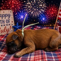 Glory - Wheaten female Soft Coated Wheaten Terrier puppy in Newark, Ohio from Valleydayle Doodles and Wheatens