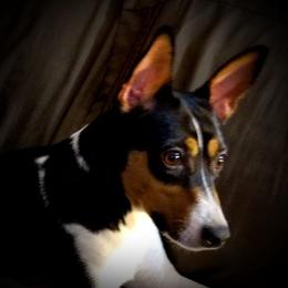  Trouble - Rat Terrier