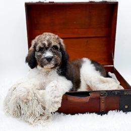 Enzo - Sable male Bernedoodle puppy in North Carolina from NC Doodle Puppies