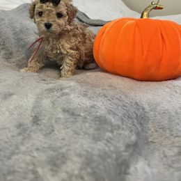 Cockapoo and Poodle Puppies from Village toy poo’s