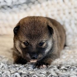 Shelby - Red female Shiba Inu puppy in Trenton, Nebraska from Prairie Shibas