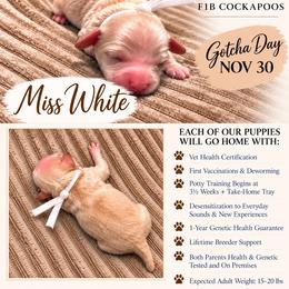 Miss White - Buff and white female Cockapoo puppy in Tampa, Florida from Mary Puppins