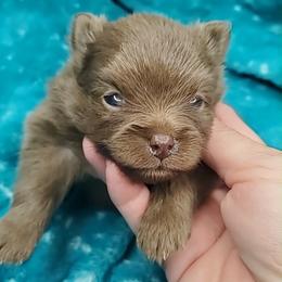 Boy 1 - Chocolate male Pomeranian puppy in Tulsa County, Oklahoma from CP Kennels