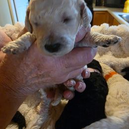 Peaches - White female Poodle puppy in Parachute, Colorado from shelby ealey
