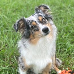 Aspen - Miniature Australian Shepherd