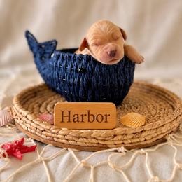 Harbor - Golden male Golden Retriever puppy in San Bernardino, California from Thegoldendreams1