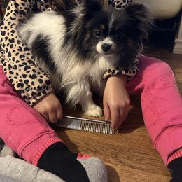 Jasmine - Pomeranian