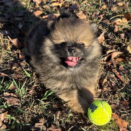 Bourbon - Chocolate sable male Pomeranian puppy in Raymondville, Missouri from Pampered Pomskies