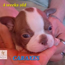 Caraxes - Seal and white male Boston Terrier puppy in Colorado Springs, Colorado from M&Bs Boston Terriers