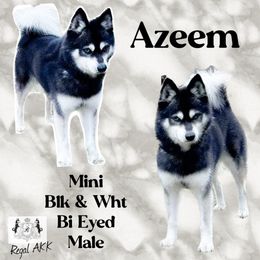 Azeem - Alaskan Klee Kai