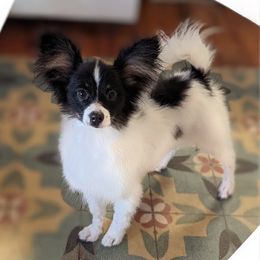 Apollo - Black red and white male Papillon puppy in Blythewood, South Carolina from Southern Peach