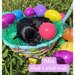 Peter - Black male Schnoodle puppy in Lathrop, Missouri from RR Schnoodles
