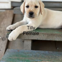 Labrador Retriever Puppies from Jamie Schlenker