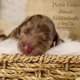 Dark purple - Merle female Goldendoodle puppy in Plattsburgh, New York from Adirondack Poodles Goldendoodles,Bernedoodles & Schnoodles
