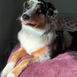 Australian Shepherd All Grown Up from Muckalee Lane Aussies