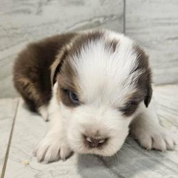 M1 - Red tri-color male Australian Shepherd puppy in Arbela, Missouri from County Line Aussies