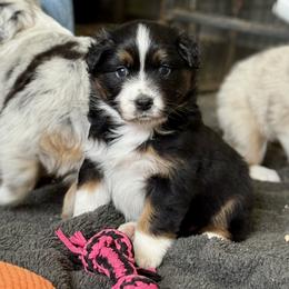 Chanel - Black tri-color female Australian Shepherd puppy in Ashland, Ohio from SS Australian Shepherds