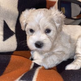 Miniature Schnauzer Puppies from Tamed by Emmy (Emariella’s Miniature Schnauzers)