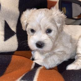 Miniature Schnauzer Puppies from Tamed by Emmy (Emariella’s Miniature Schnauzers)