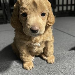 Poodle Puppies from Toy Poodle Shenanigans