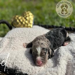 Jewel - Blue merle female Bernedoodle puppy in Fort Pierce, Florida from Gentle Giants Doodle Co.