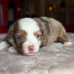 Liberty - Red merle female Miniature Australian Shepherd puppy in Buchanan, Georgia from Stanleyville Farm Mini Aussies