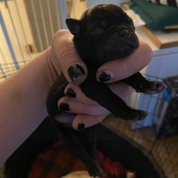 Girl 1 - Black female Pug puppy in Deer River, Minnesota from Mother Mule Kennels