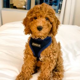 Bernedoodle, Goldendoodle, and Poodle Puppies from Florida Pumpkadoodles