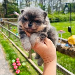 Basil - Blue and tan male Pomeranian puppy in Buck Valley, Pennsylvania from Buck Valley Pomeranians