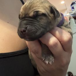 Purple - Fawn female Great Dane puppy in Aldie, Virginia from High Point Mountain Danes