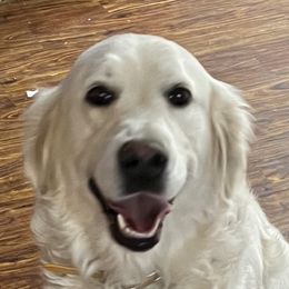 Katie - Golden Retriever