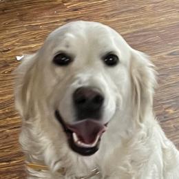 Katie - Golden Retriever